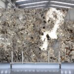 Alpinus in slabs